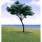peace tree - art print
