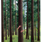 tree hugger - art print