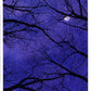 moonlit trees - art print