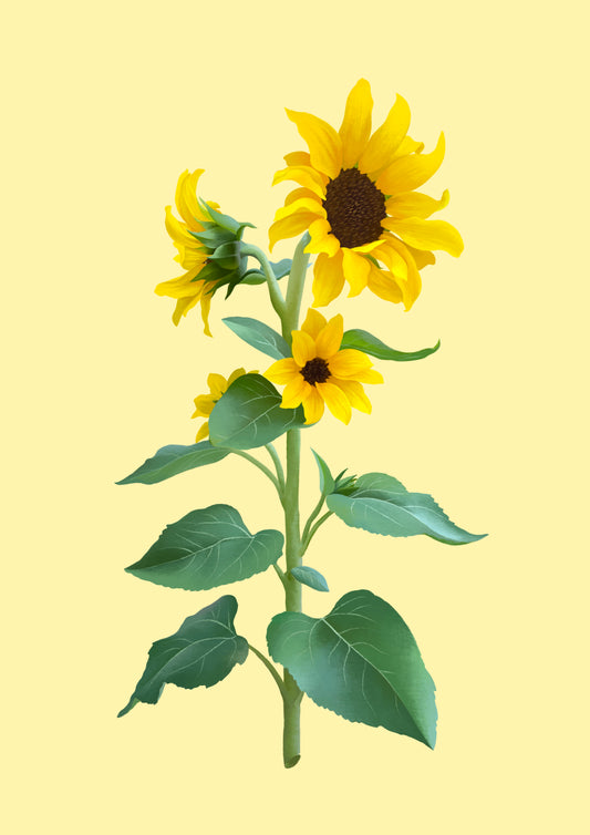sunflower stem - art print